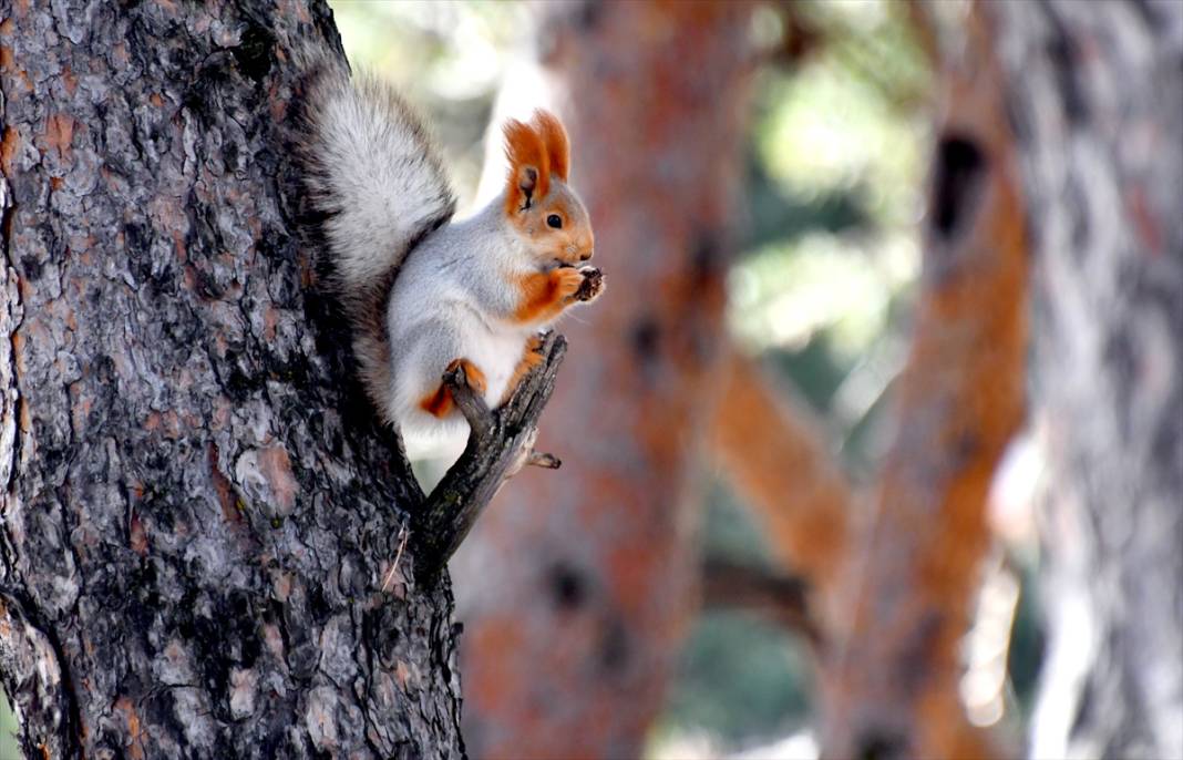 Doğanın renkli misafirleri! Kars'ta kızıl sincaplar yaşam alanlarında görüntülendi 6
